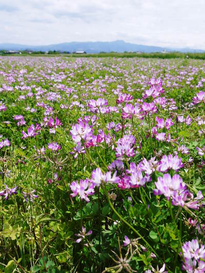 砂田米 熊本県菊池市七城町『砂田のこだわりれんげ米』 今年もれんげを有機肥料にして育てます!_a0254656_17553412.jpg