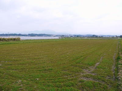 砂田米 熊本県菊池市七城町『砂田のこだわりれんげ米』 今年もれんげを有機肥料にして育てます!_a0254656_1765514.jpg