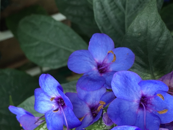 ルリ色の花とルリが付く花 写真と短い文章 ５