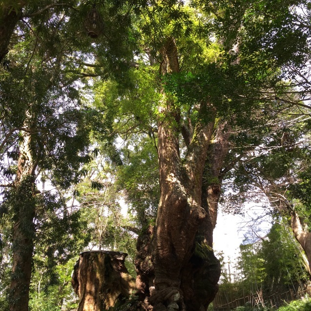 来宮神社_e0374269_20255245.jpg