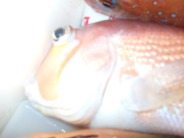 釣果♪_a0077071_12482067.jpg