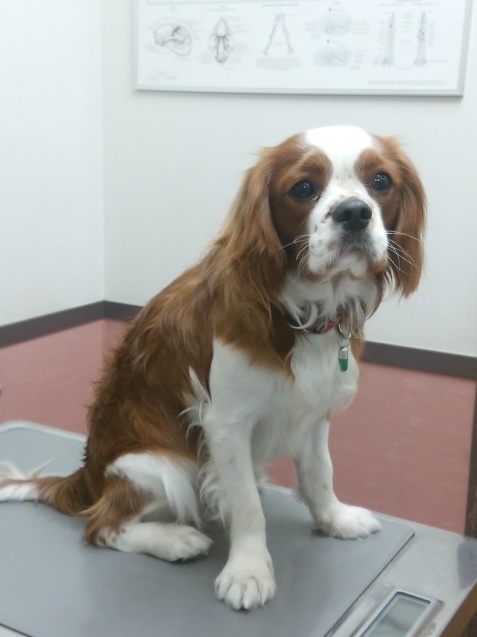 狂犬病のこと_e0367571_21585181.jpg