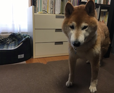 催促 アトリエkotori のほほん柴犬日和 催促 アトリエkotori のほほん柴犬日和