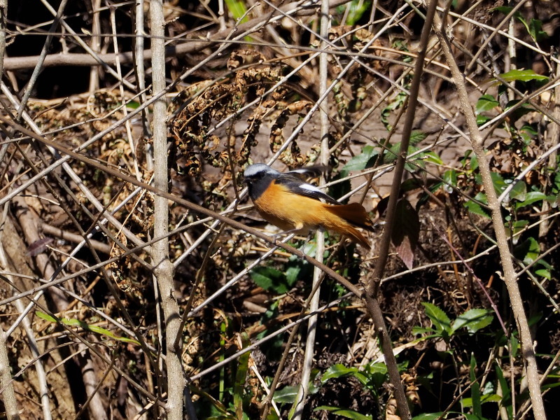 f0372177_21034175.jpg