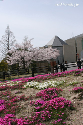 2016年4月6日(水)　中学生　入学式_d0078884_23044977.jpg