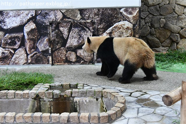 ２０１７年２月　白浜パンダ見隊３　その７_a0052986_7251132.jpg