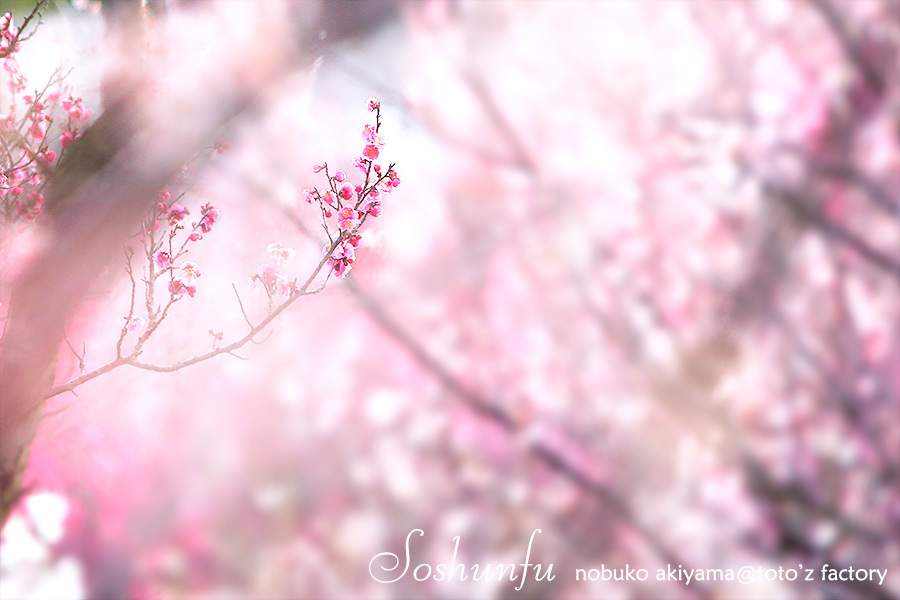 早春賦_a0034287_15301239.jpg