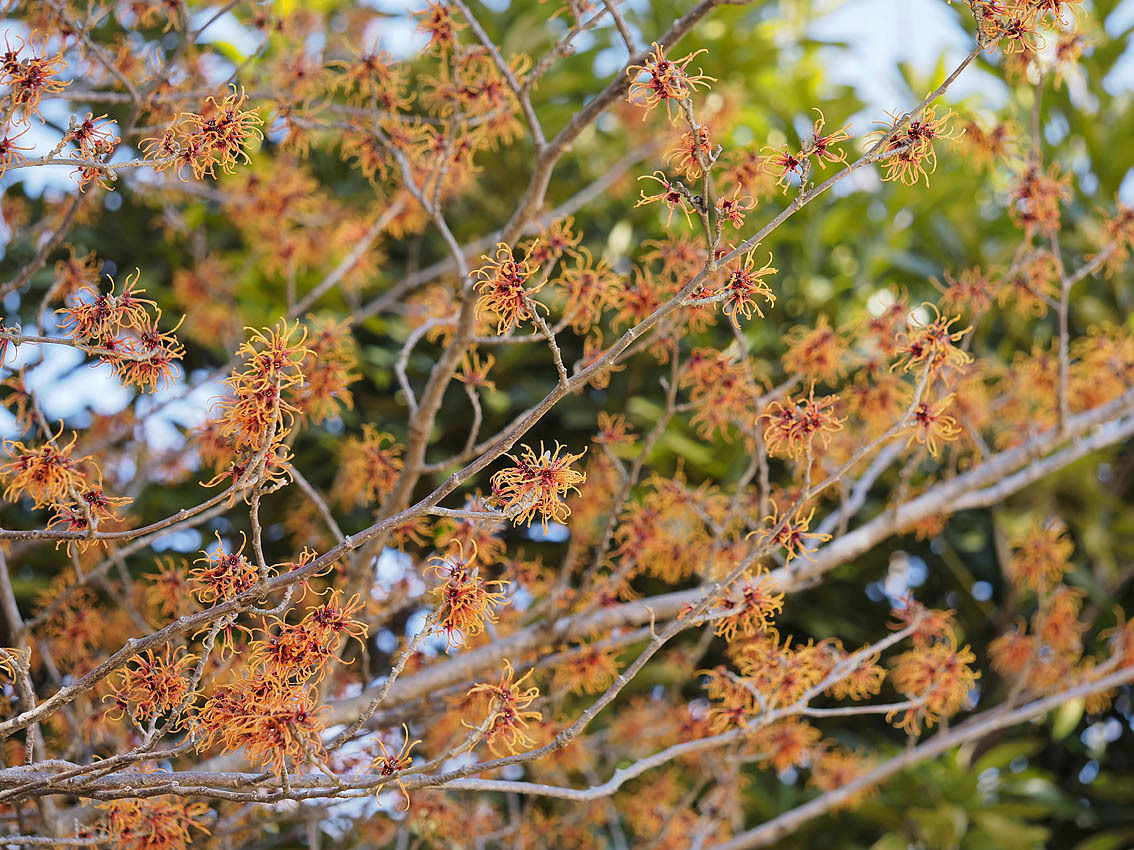 マンサクの花 自然観察大学ブログ