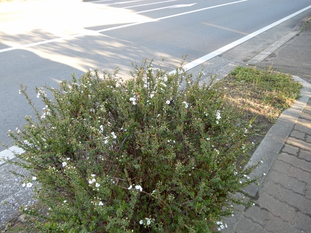 e0025300_18252238.jpg