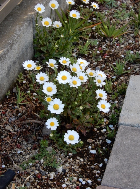e0025300_18323485.jpg