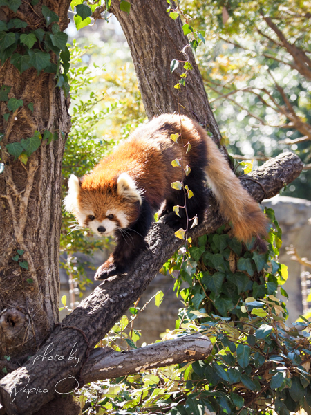 よこはま動物園ズーラシア　３月８日その１_f0321610_22203481.jpg