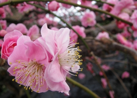 うすももいろの梅の花 * prune fleurs pêches_a0332314_17085298.jpg