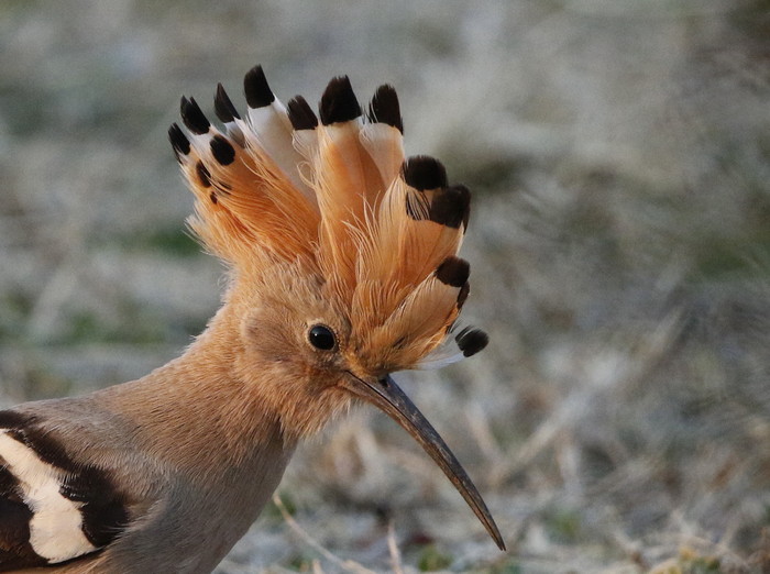 野鳥の羽根　鳥　ヤツガシラの羽根 野鳥の羽根 鳥 ヤツガシラの羽根 （ヤツガシラ again ③ （西日