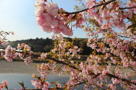 午後のティータイムは河津桜のお菓子で_a0329820_22191401.jpg