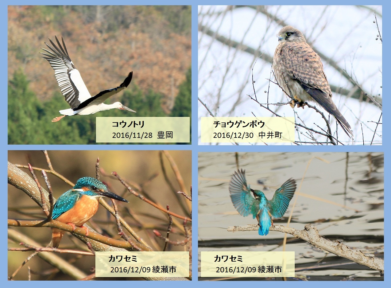 野鳥マイ図鑑　*2017/03/10（金）*[保存版]_d0338028_23003654.jpg