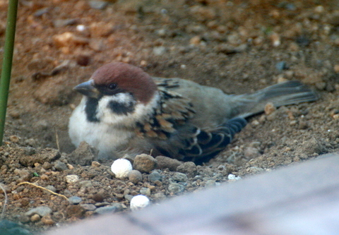 スズメとシジュウカラ_b0197433_17034018.jpg