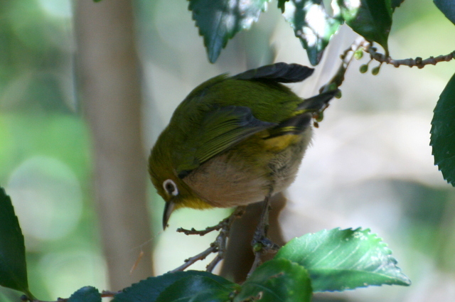 スズメとシジュウカラ_b0197433_17054202.jpg