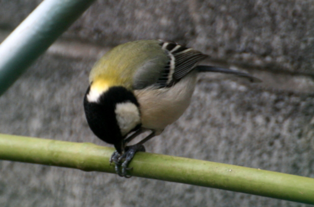 スズメとシジュウカラ_b0197433_17060272.jpg