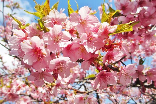 河津桜と♪_e0365941_19194794.jpg