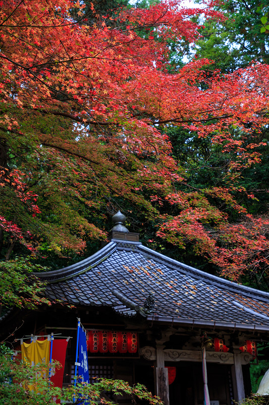 Finale!京都の紅葉2016　晩秋の京都総集編_f0155048_23523483.jpg