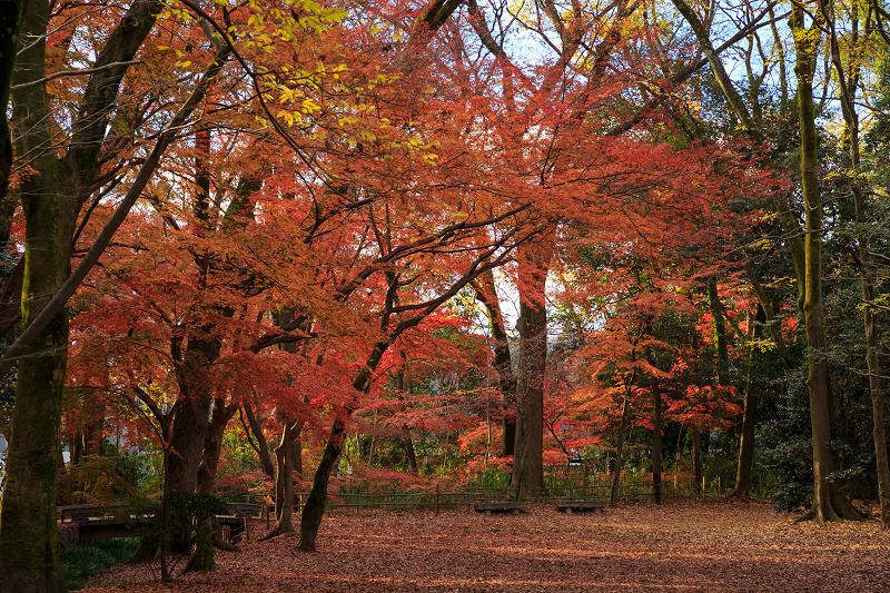 Finale!京都の紅葉2016　晩秋の京都総集編_f0155048_2359303.jpg