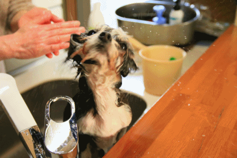 c0145250_09403776.gif