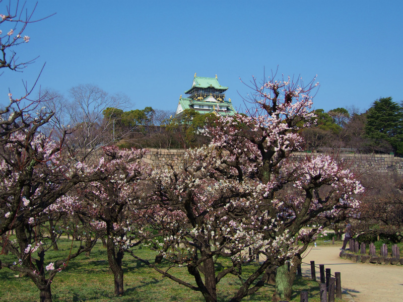 大阪城梅林の梅の花とメジロ_e0260550_09534925.jpg