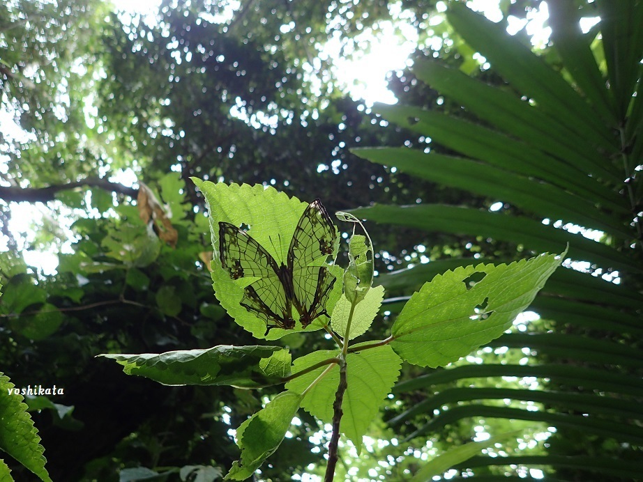 八重山チョウ撮影行　６_e0367158_11542734.jpg