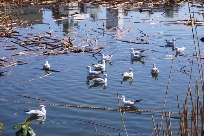 上野公園、春を探してお散歩　2_d0152261_13270477.jpg