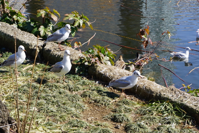 上野公園、春を探してお散歩　2_d0152261_13292036.jpg