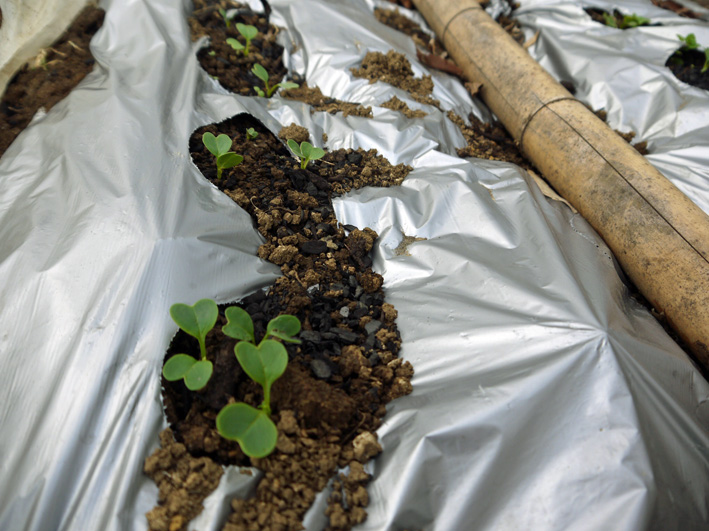 ソラマメ開花、春大根発芽、サトイモ第一陣植え付け3・7_c0014967_8281143.jpg