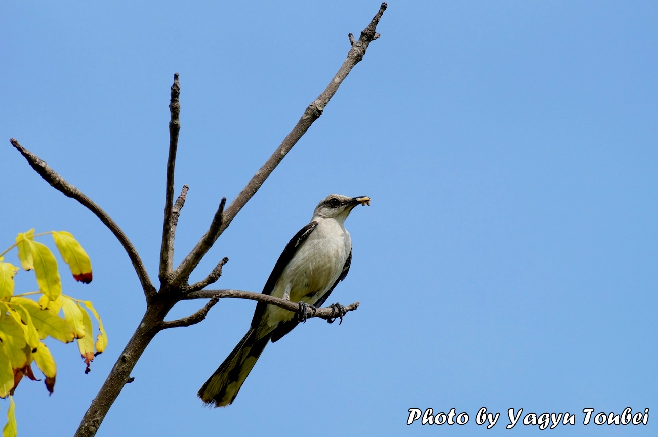 餌を持つ Tropical Mocking bird （トロピカル　モッキングバード）_b0132475_2191365.jpg