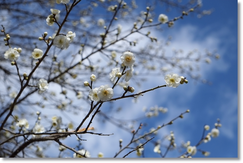 梅の花_c0054876_16553011.jpg