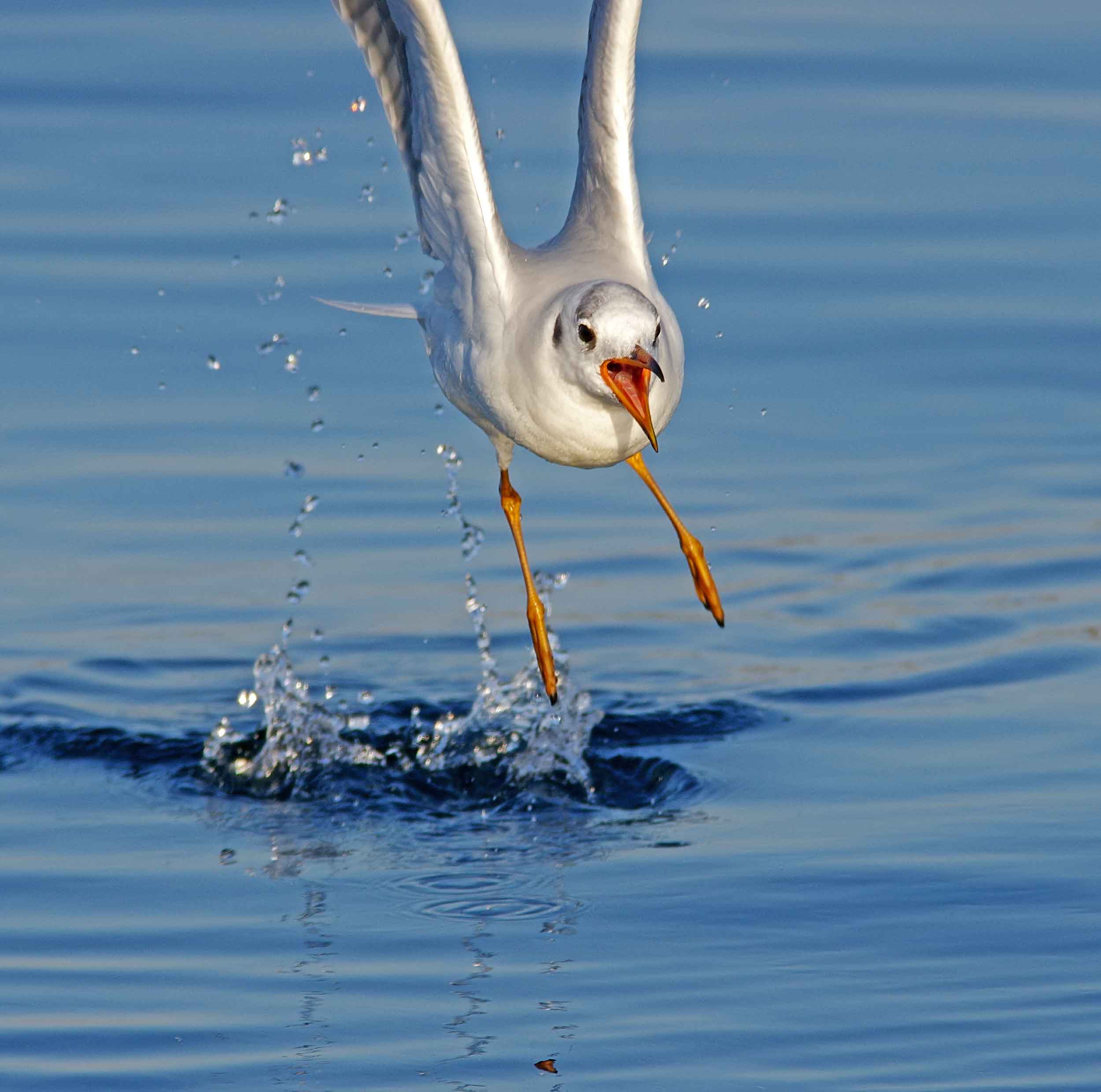 2017年　3月　　野鳥_c0176183_9324157.jpg