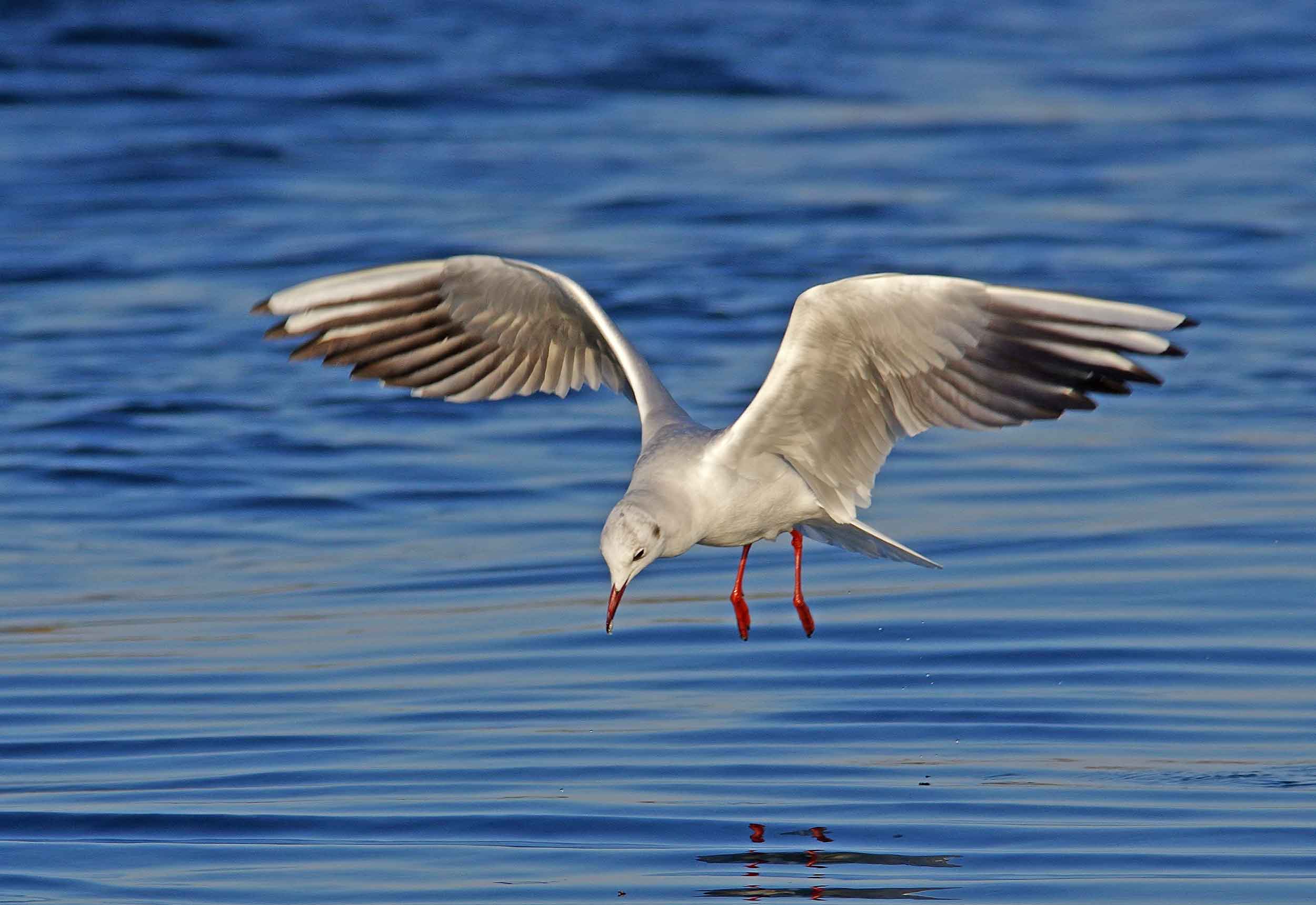 2017年　3月　　野鳥_c0176183_9325284.jpg