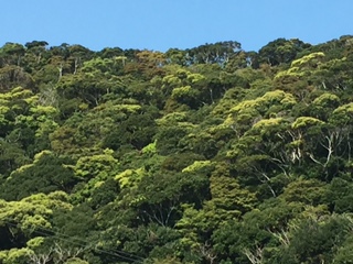 朝起きるたびに、前の日の倍、倍と新緑が増えている奄美の山♪_e0028387_8352573.jpg