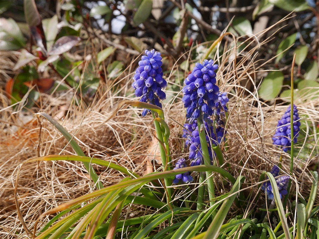 農 道 で 見 つ け た 花_e0139788_15010177.jpg