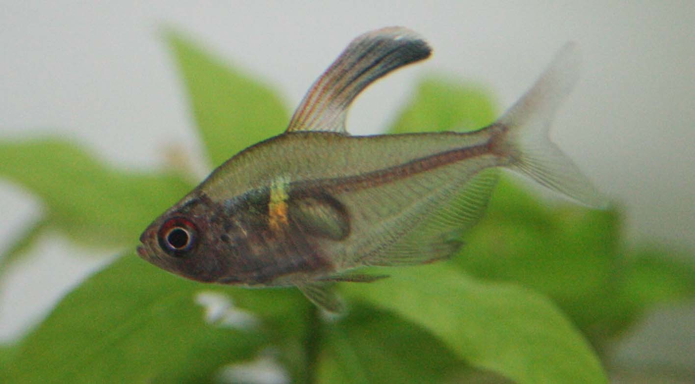 真夜中にこんばんは ビーボックスアクアリウム 熱帯魚情報