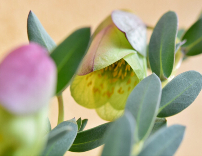 キュートなベルが沢山 シルバーリーフのピメレア ピソディス 薔薇好き花好き庭が好き 元英国在住 アートセラピストが造る癒しの庭