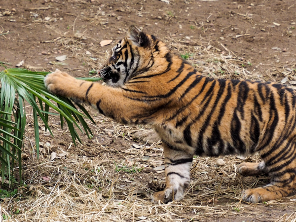 よこはま動物園ズーラシア　３月８日その２_f0321610_18285990.jpg