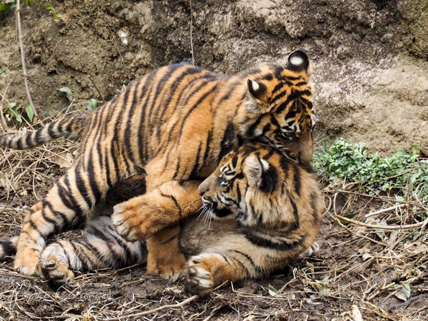 よこはま動物園ズーラシア　３月８日その２_f0321610_18293482.jpg