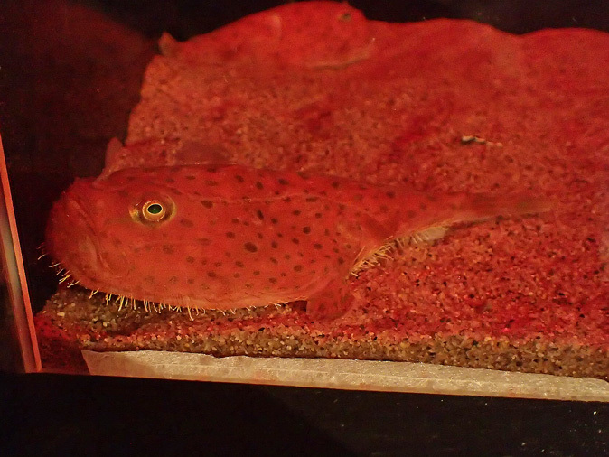 サンシャイン水族館～「ゾクゾク深海生物」_b0355317_21203380.jpg