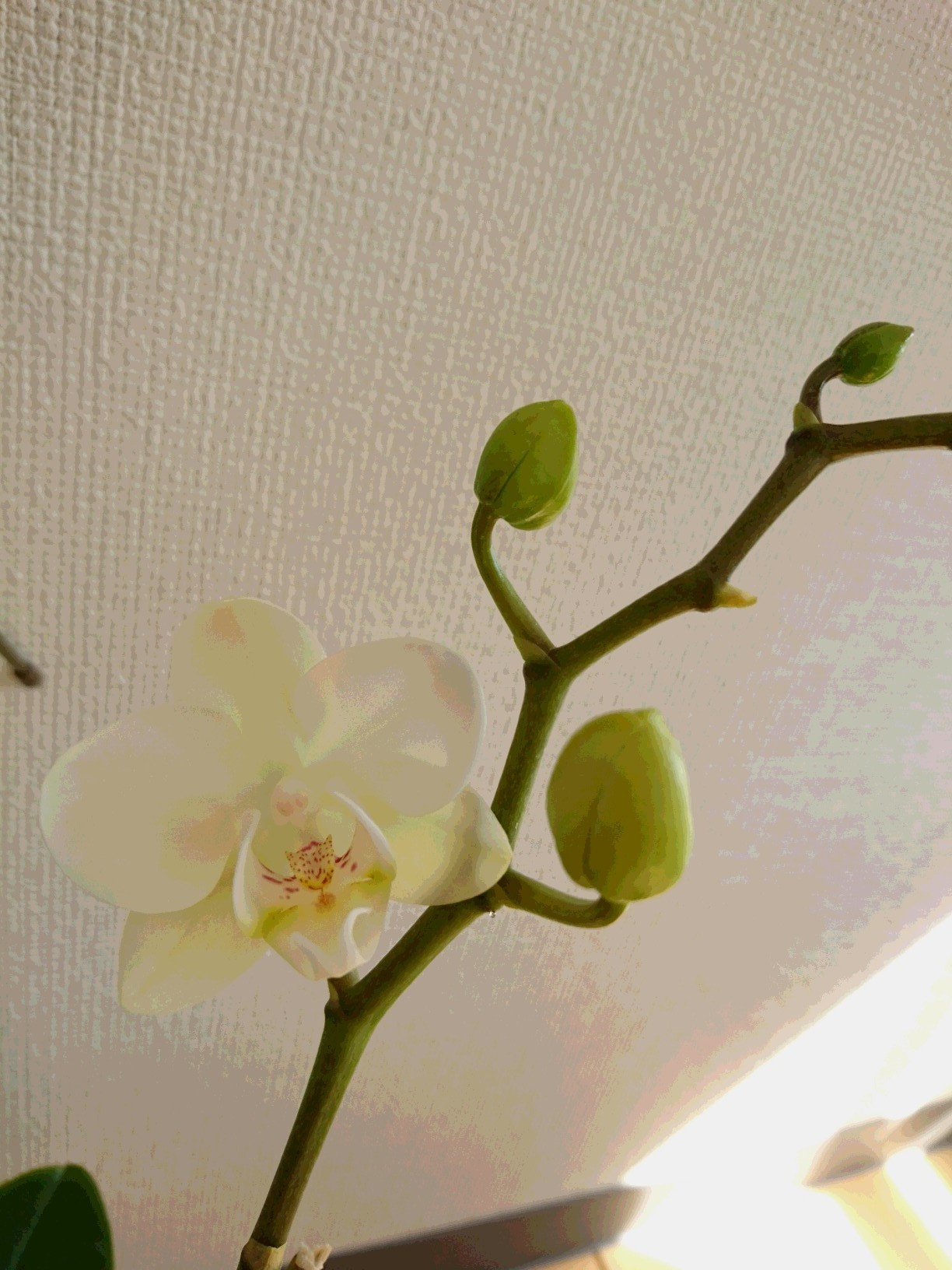 一番乗り“咲きましたよ~”_f0068517_13203025.jpg