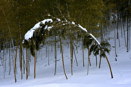 3月の雪（内川界隈）_c0093046_8504420.gif