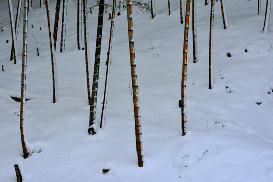 3月の雪（内川界隈）_c0093046_8511172.gif