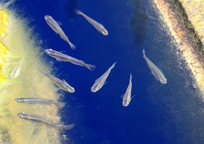 a0335853_23194437.jpg