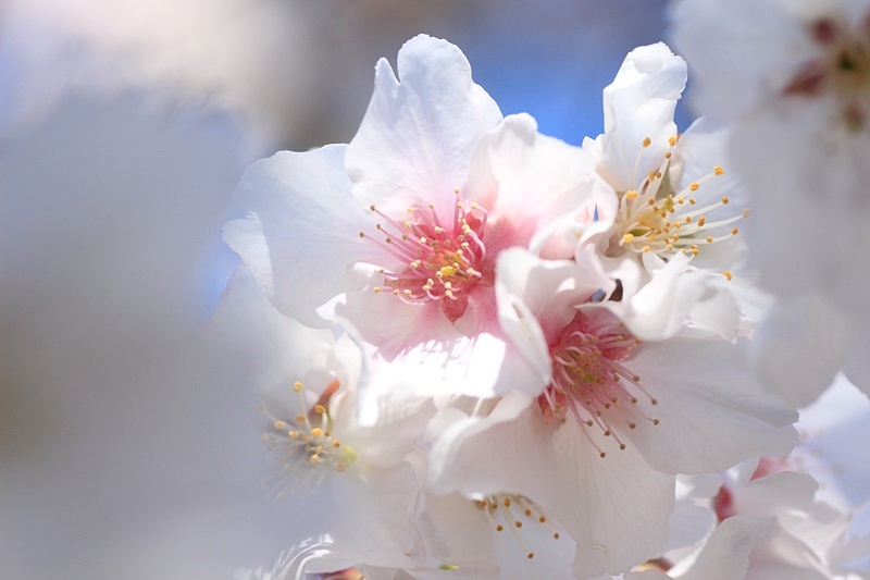 日本に一つだけの帯桜　②♪_a0167759_1114670.jpg