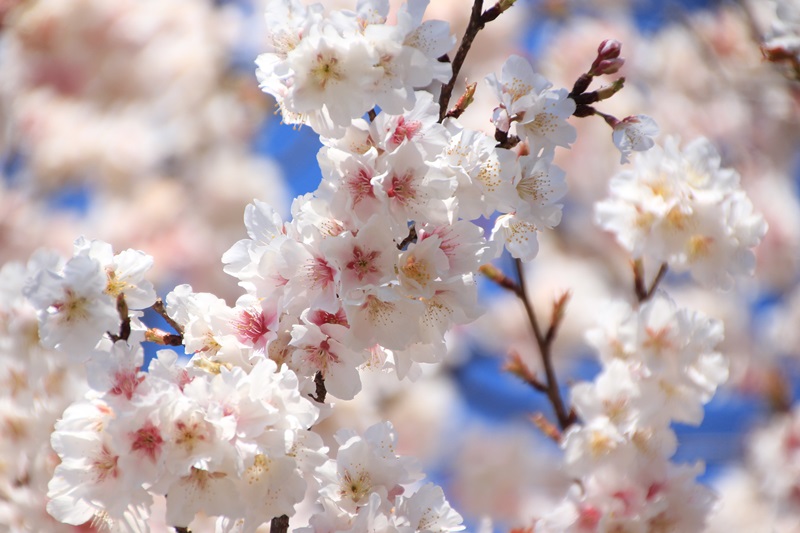 日本に一つだけの帯桜 ①♪_a0167759_1164221.jpg