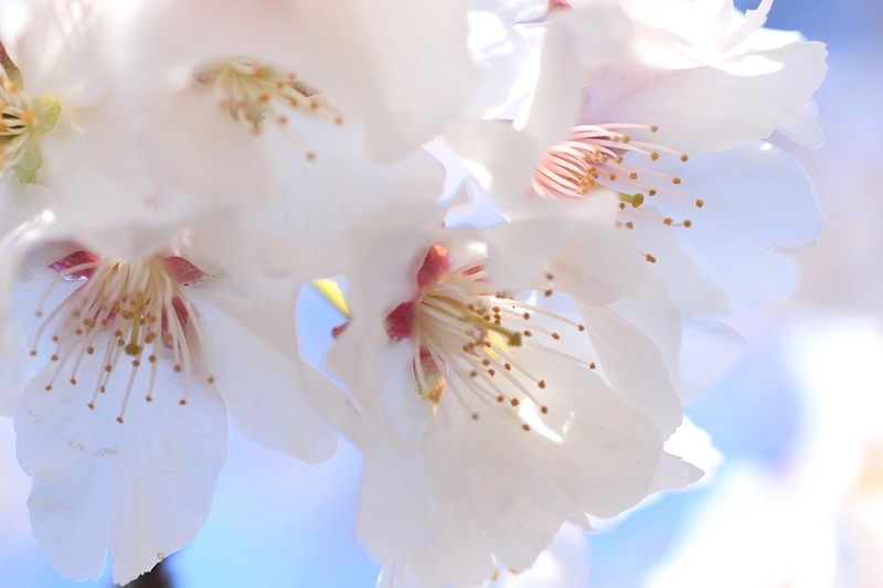 日本に一つだけの帯桜　②♪_a0167759_1773945.jpg