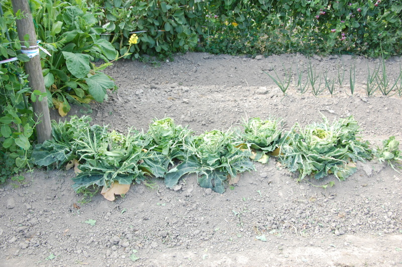 c0108460_20380224.jpg